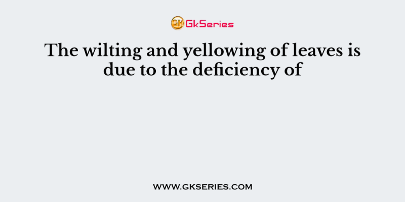 The wilting and yellowing of leaves is due to the deficiency of