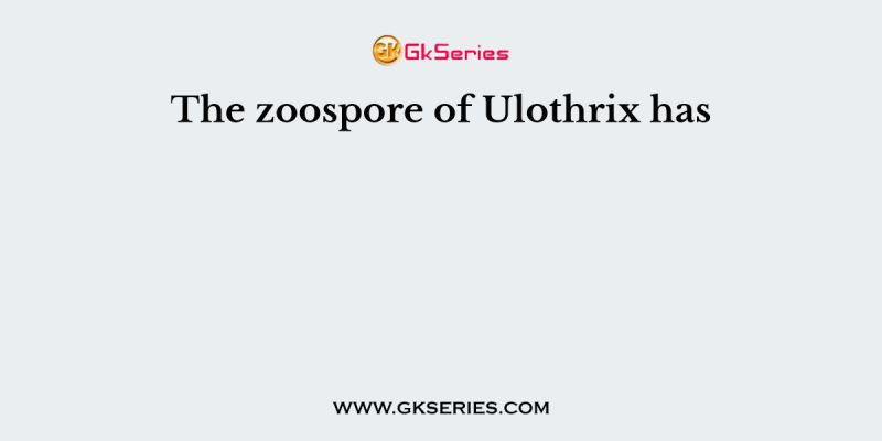 The zoospore of Ulothrix has