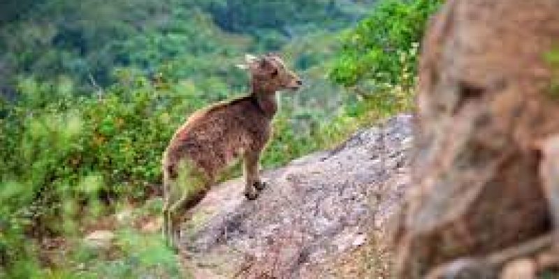 The ‘re-wilding’ of wild animals and the challenges