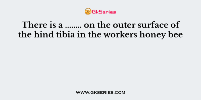 There is a …….. on the outer surface of the hind tibia in the workers honey bee