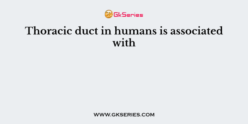 Thoracic duct in humans is associated with