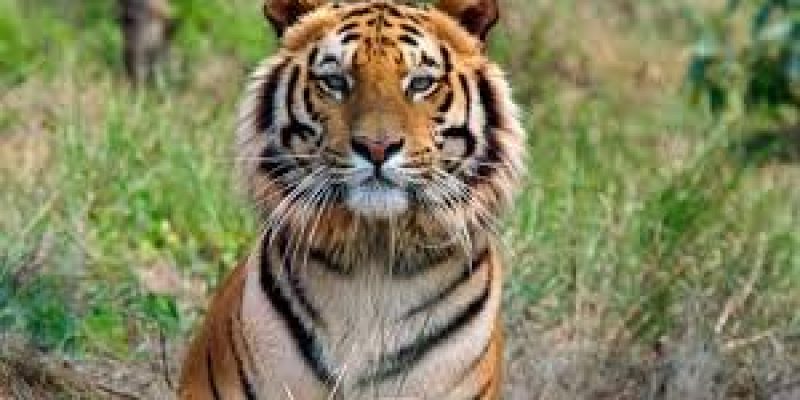 India’s 2018 Tiger Census makes it to Guinness Book of World Records