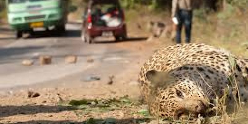 M.M. Wildlife Sanctuary to be tiger reserve soon