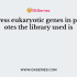 In eukaryotic cells mature mRNA is already spliced, hence the cDNA produced have no
