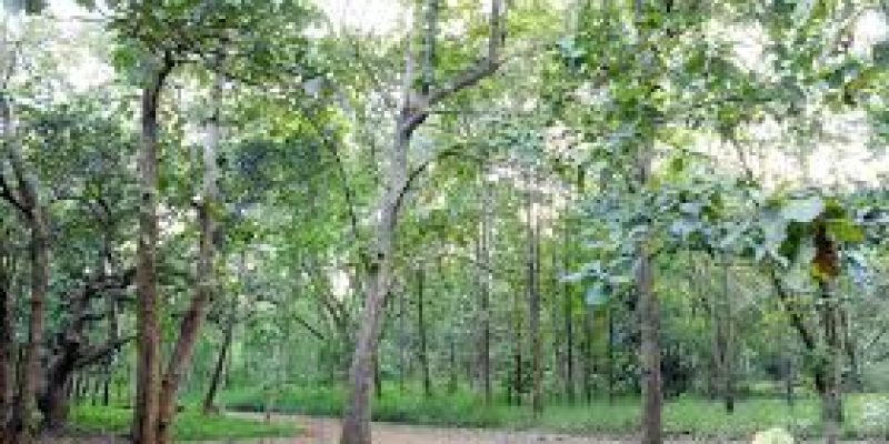 Trees Beyond Forests initiative launched in Assam
