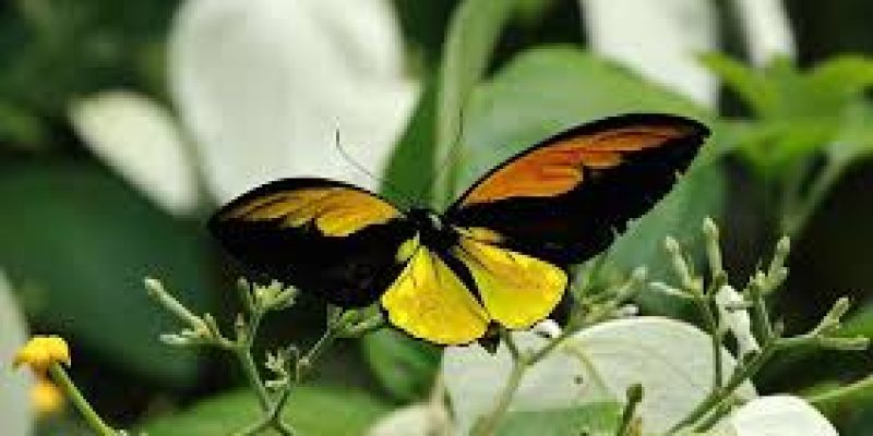 Golden Birdwing become India’s largest butterfly