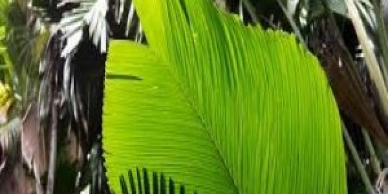 International Day of the Tropics 29 June