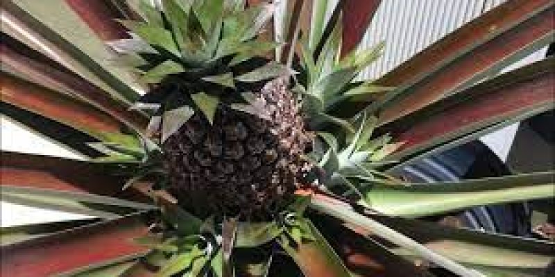 Twin Challenges of Climate Change & Biodiversity Loss for Traditional Pineapple Agro-forestry Systems