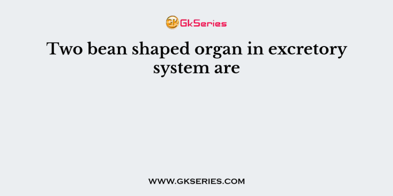 Two bean shaped organ in excretory system are