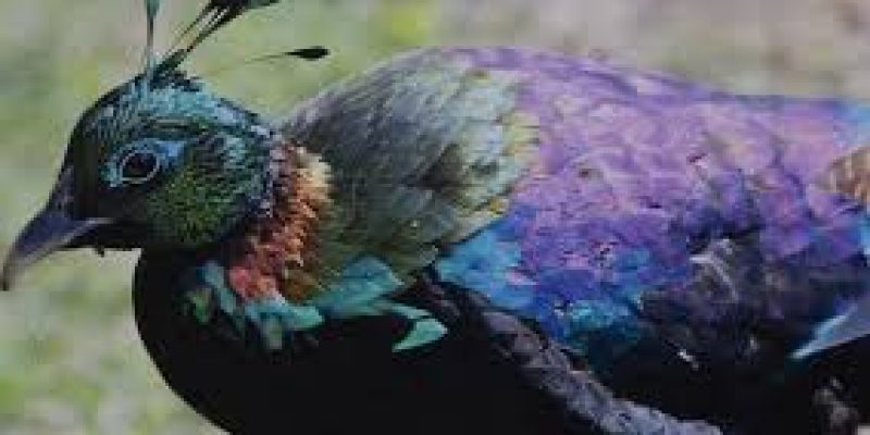 Two species of monals sighted together in Arunachal Pradesh