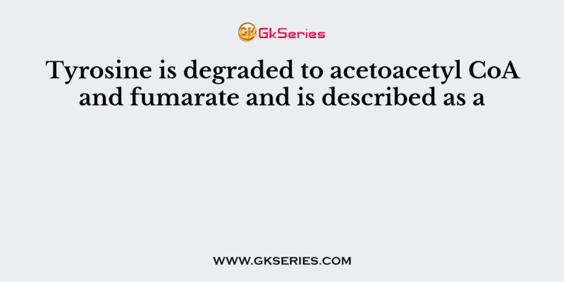 Tyrosine is degraded to acetoacetyl CoA and fumarate and is described as a