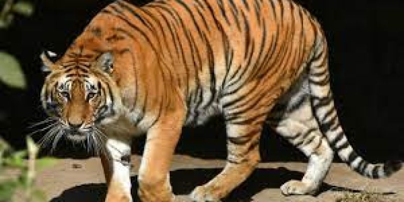 UP’s Ranipur Tiger Reserve Becomes 53rd Tiger Reserve of India