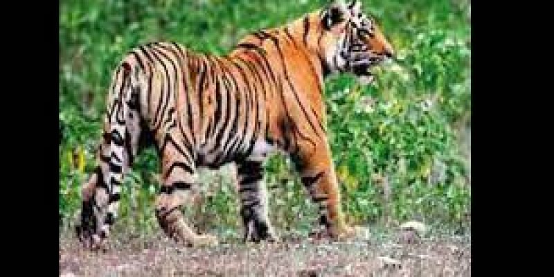 UP’s Suhelwa sanctuary records first photographic proof of tigers