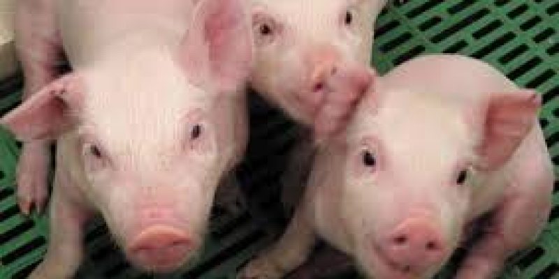 US FDA nod for genetically modified pigs