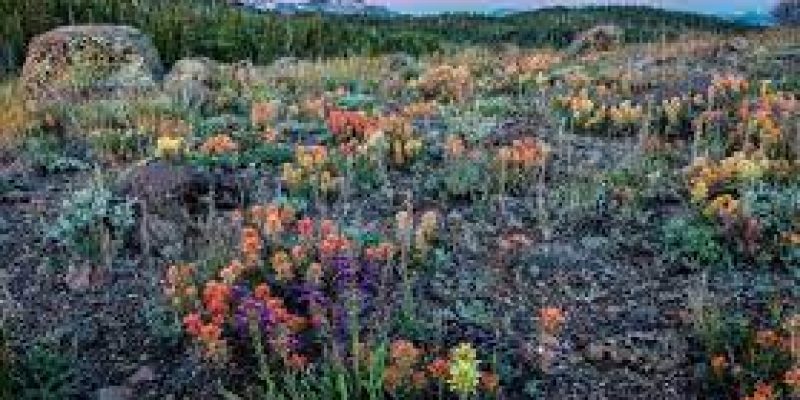 US Wildlife officials declare ‘Nevada wildflower’ as endangered species