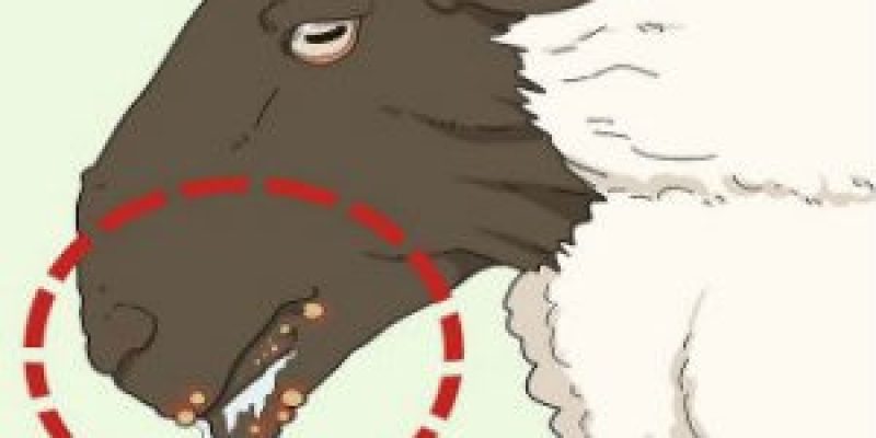 Union Cabinet approved the Brucellosis control program to improve the health of animals