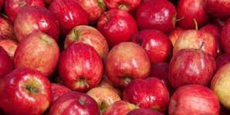United Kingdom exported apples to India for the first time in 50 years