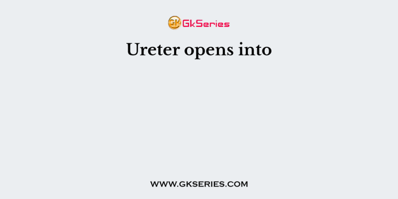 Ureter opens into