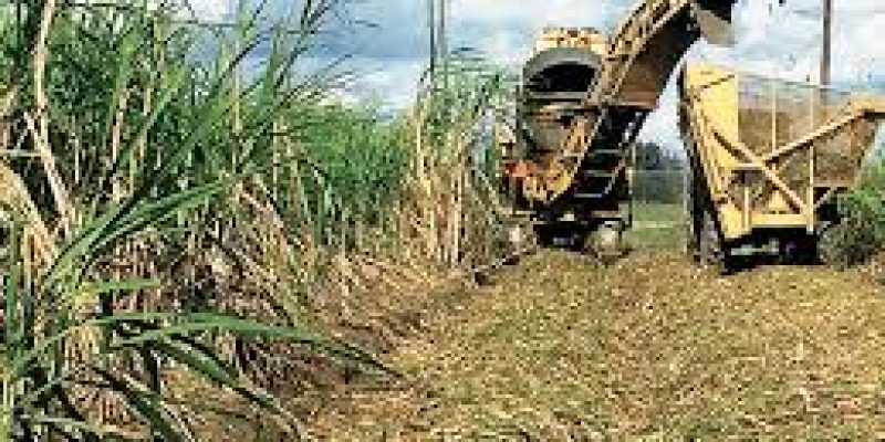 Utilization of excess sugarcane for ethanol production
