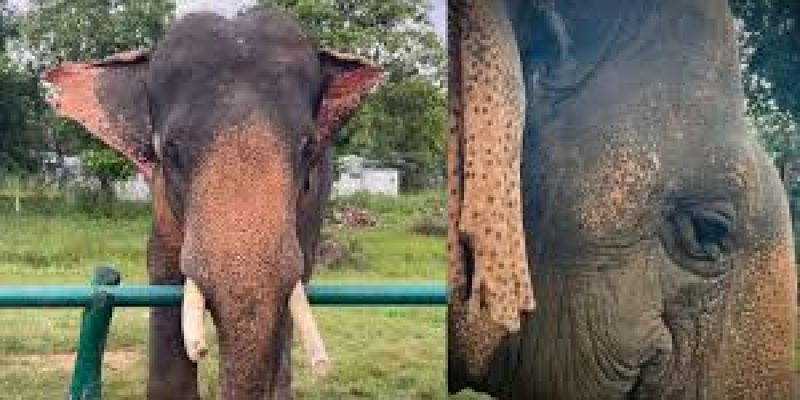 Vatsala, Asia’s Oldest Elephant, Passes Away in Madhya Pradesh’s Panna Reserve