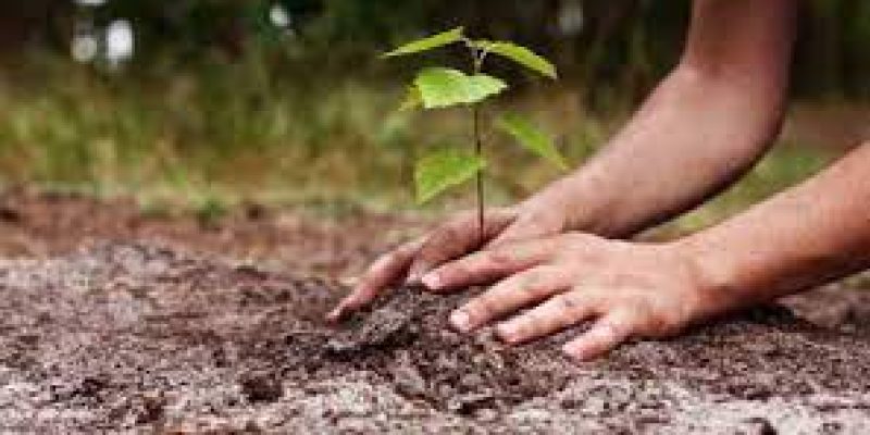 Vriksharopan Abhiyan 2021