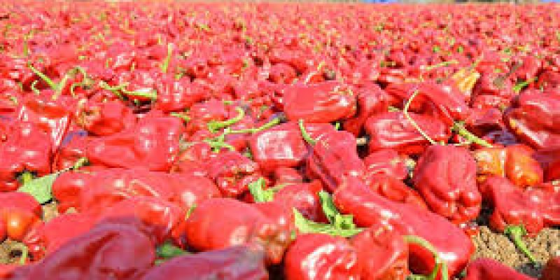 Warangal Chapata Chilli Receives GI Tag, Boosting Farmer Benefits
