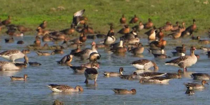 Waterbird Count 2026 underway in Kaziranga