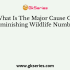 Wild Life Is Continuously Decreasing. What Is The Main Reason Of This?