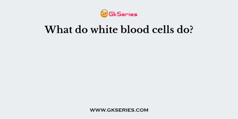 What do white blood cells do?