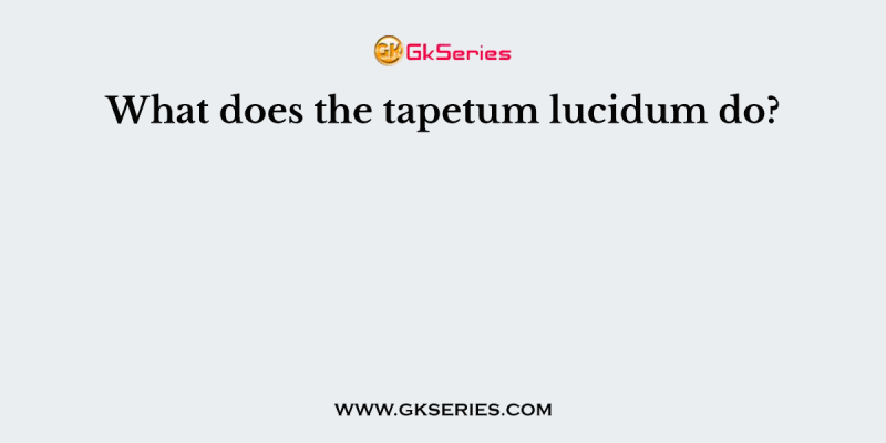 What does the tapetum lucidum do?