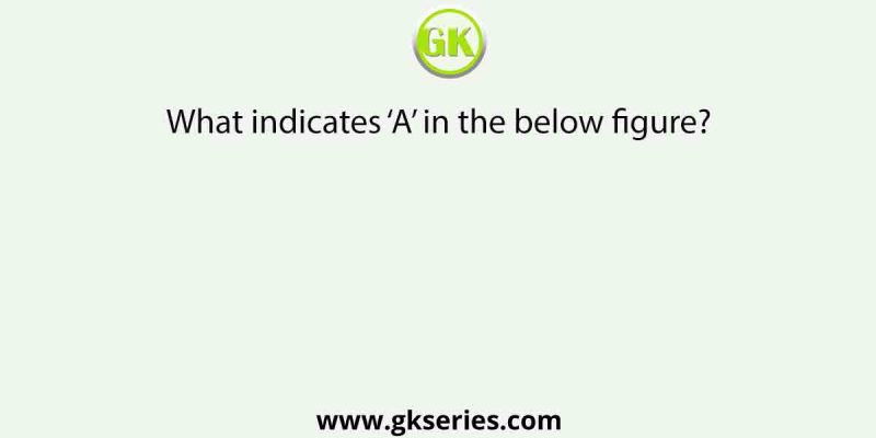 What indicates ‘A’ in the below figure?
