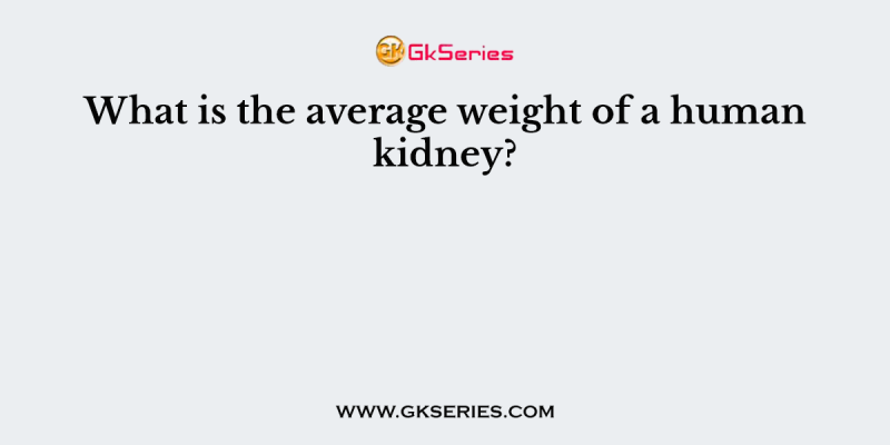 What is the average weight of a human kidney?