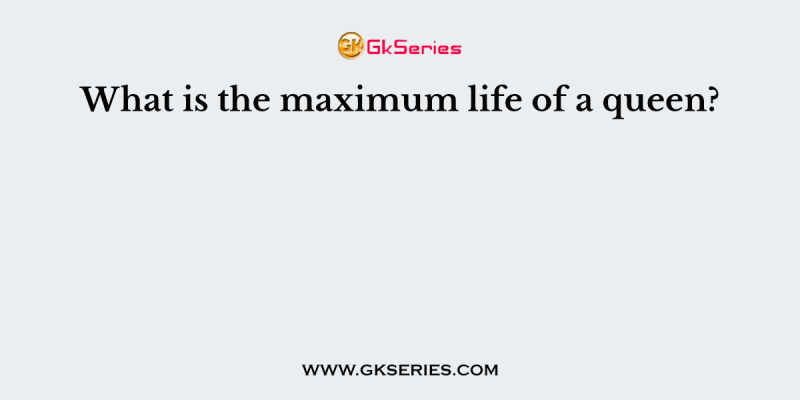 What is the maximum life of a queen?