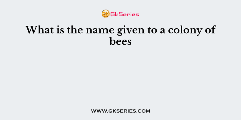 What is the name given to a colony of bees