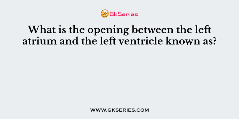 What is the opening between the left atrium and the left ventricle known as?