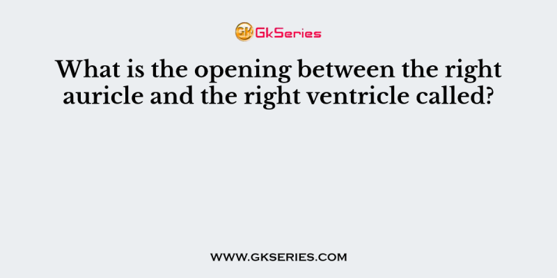 What is the opening between the right auricle and the right ventricle called?