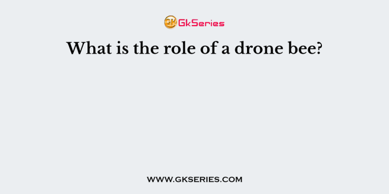 What is the role of a drone bee?