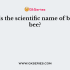 Which species of stingless bee produces honey?