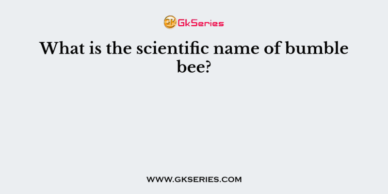 What is the scientific name of bumble bee?