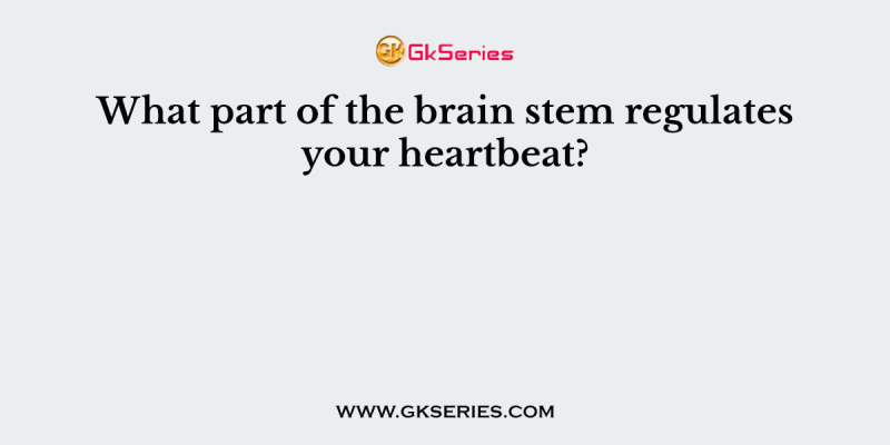 What part of the brain stem regulates your heartbeat?