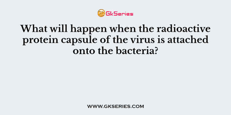 What will happen when the radioactive protein capsule of the virus is attached onto the bacteria?
