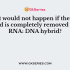 Choose the incorrect statement for second DNA strand synthesis