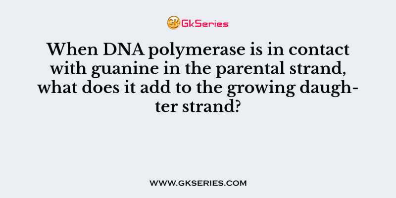 When DNA polymerase is in contact with guanine in the parental strand, what does it add to the growing daughter strand?