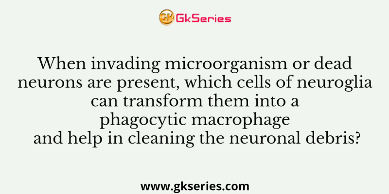 When invading microorganism or dead neurons are present, which cells of neuroglia can transform them into a phagocytic macrophage and help in cleaning the neuronal debris?