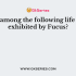 Which among the following life cycle is exhibited by Fucus?