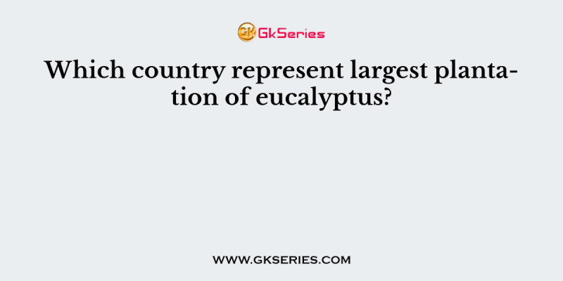 Which country represent largest plantation of eucalyptus?