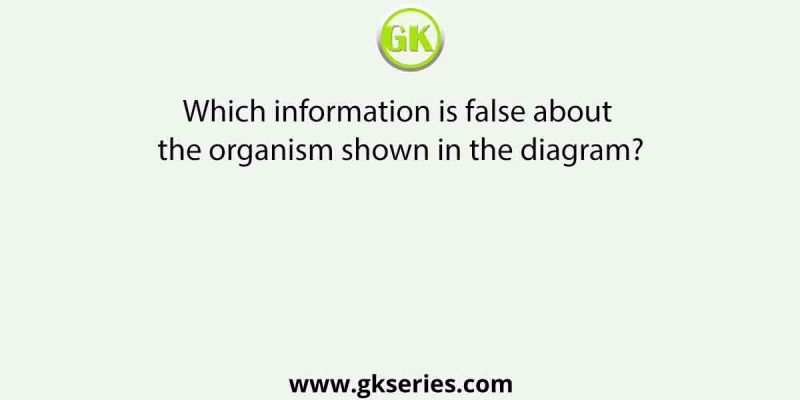 Which information is false about the organism shown in the diagram?