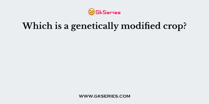 Which is a genetically modified crop?