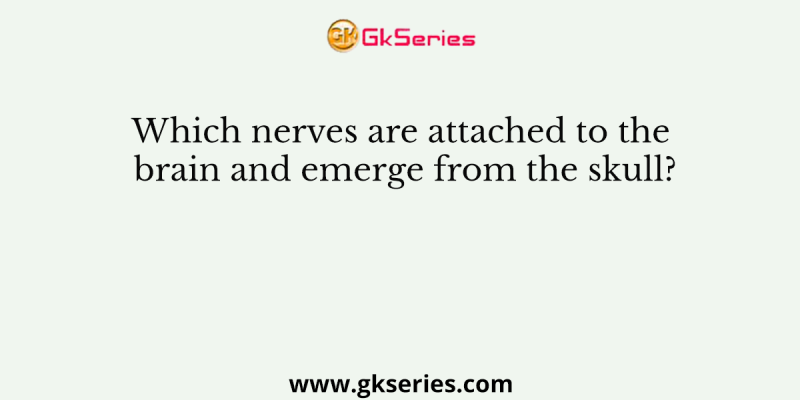Which nerves are attached to the brain and emerge from the skull?