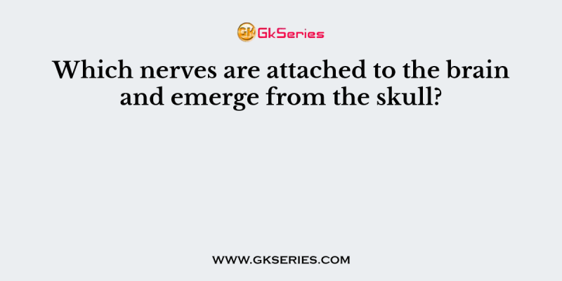 Which nerves are attached to the brain and emerge from the skull?